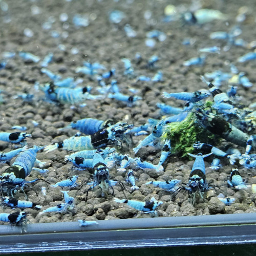 Caridina Mosura blue
