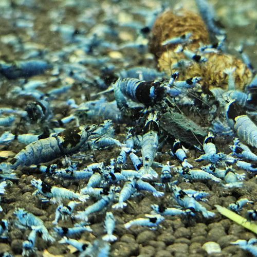 Caridina Mosura blue