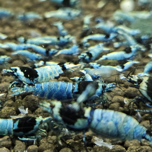 Caridina Mosura blue