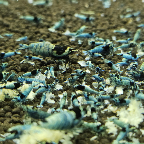 Caridina Mosura blue