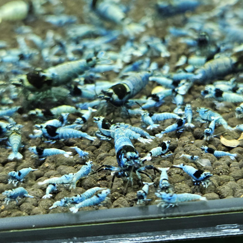 Caridina Mosura blue