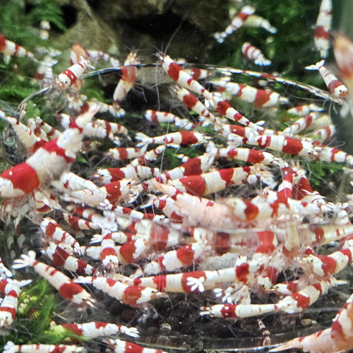 Caridina Crystal Red