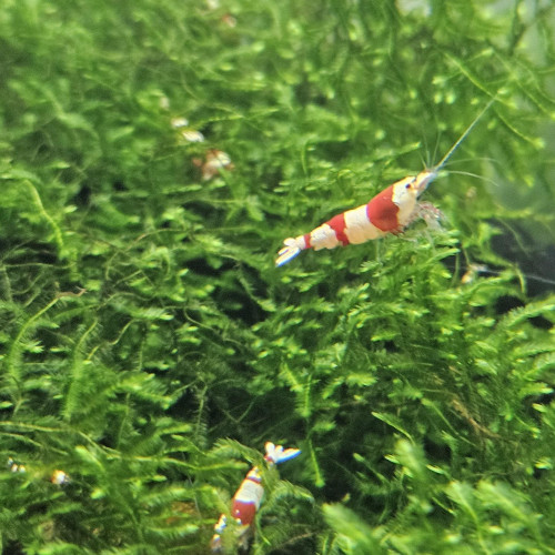 Caridina Crystal Red