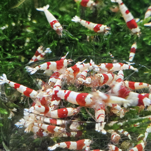 Caridina Crystal Red