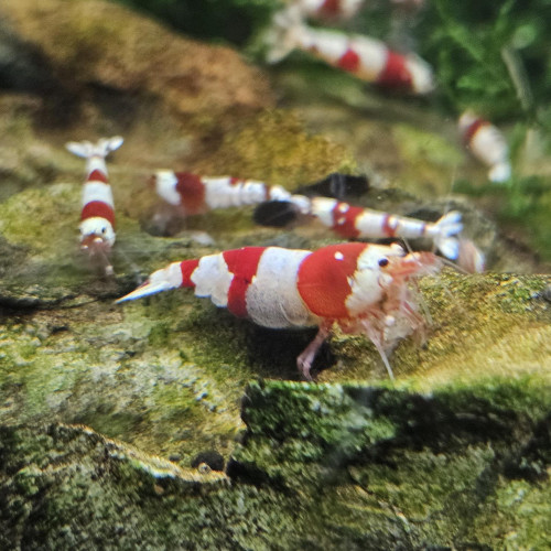 Caridina Crystal Red