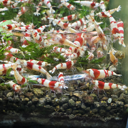 Caridina Crystal Red