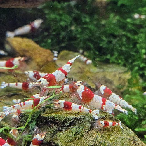 Caridina Crystal Red