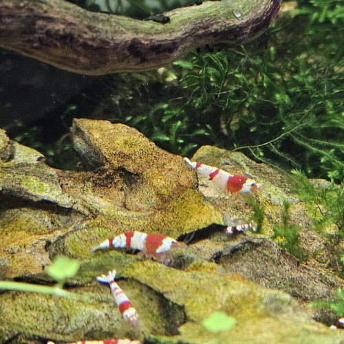 Caridina Crystal Red