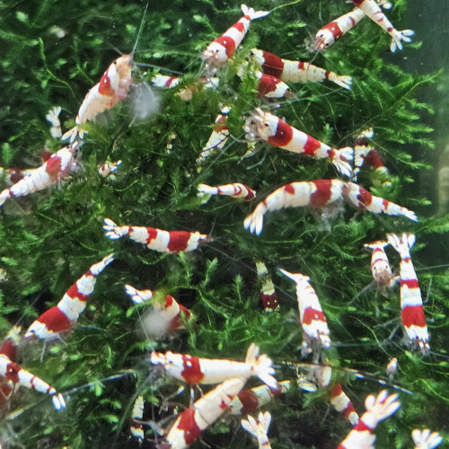 Caridina Crystal Red
