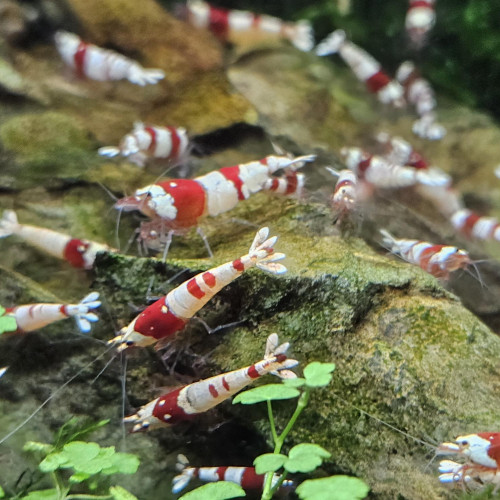 Caridina Crystal Red