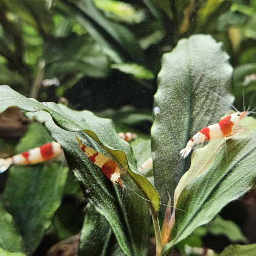 Caridina Crystal Red