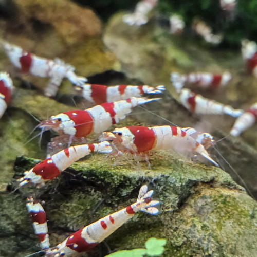 Caridina Crystal Red