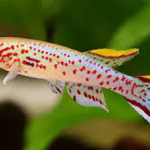 Recherche un couple de Killis