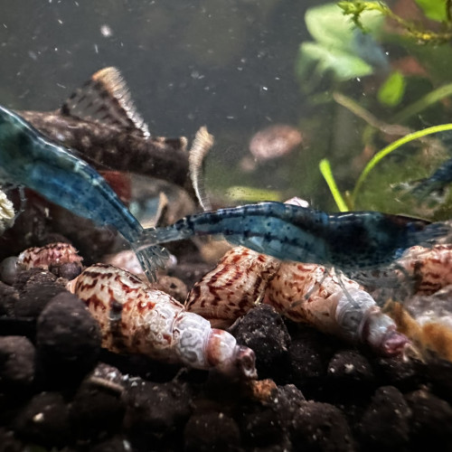 Ancitrus juvéniles et crevettes blue velvet