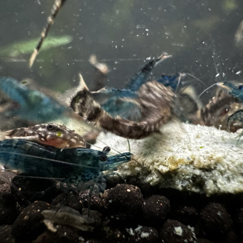 Ancitrus juvéniles et crevettes blue velvet