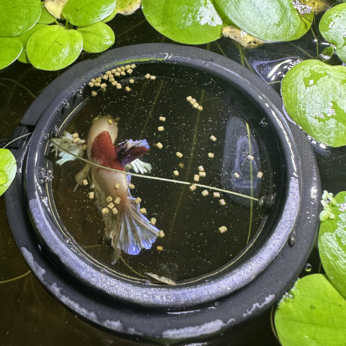 Cercle avec ventouse pour nourriture ou plante