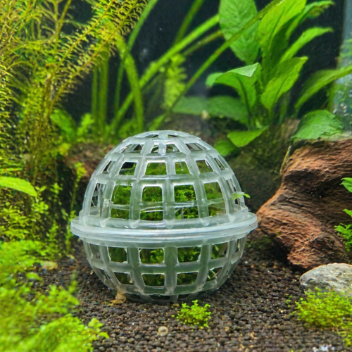 Abri pour crevette et pour mousse de java taille S