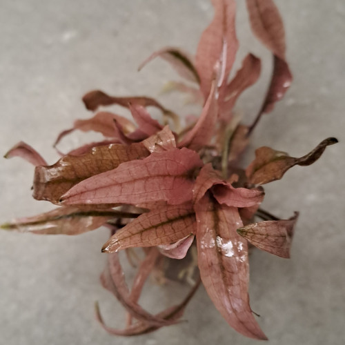 Cryptocoryne sp. flamingo