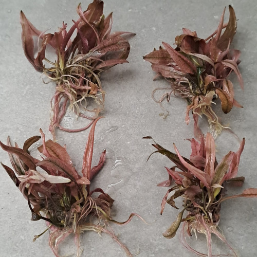 Cryptocoryne sp. flamingo