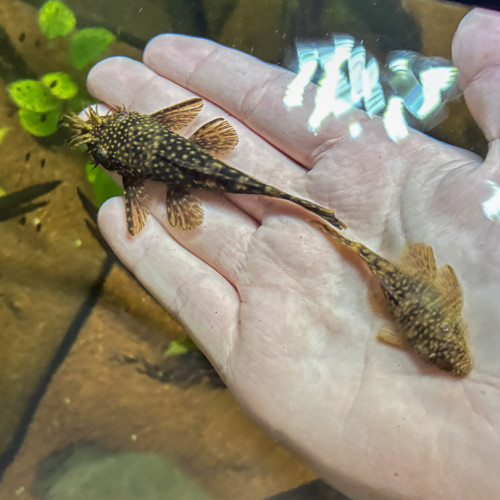 Plusieurs Ancistrus à donner sur Marseille