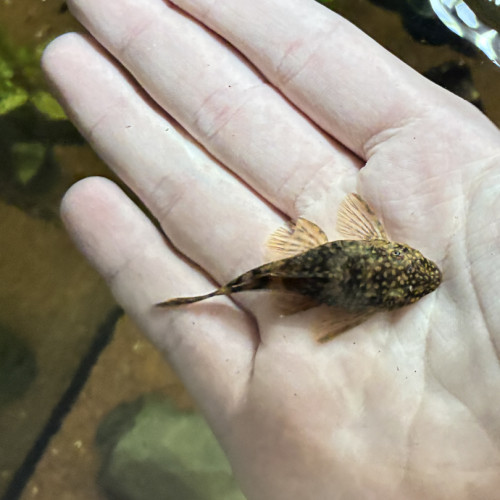 Plusieurs Ancistrus à donner sur Marseille