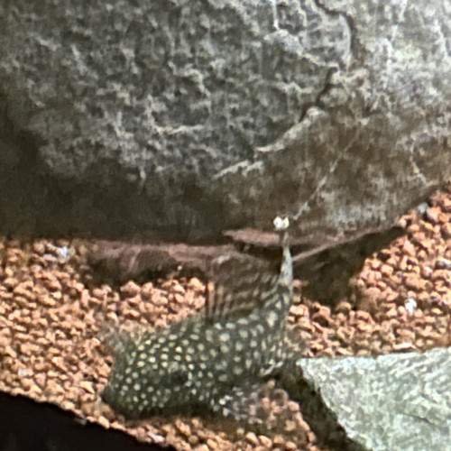 Plusieurs Ancistrus à donner sur Marseille