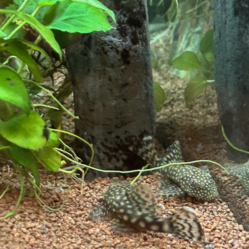 Plusieurs Ancistrus à donner sur Marseille