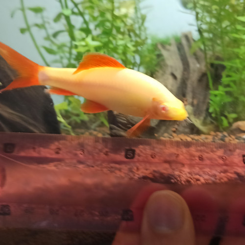 labeo albino 7cm