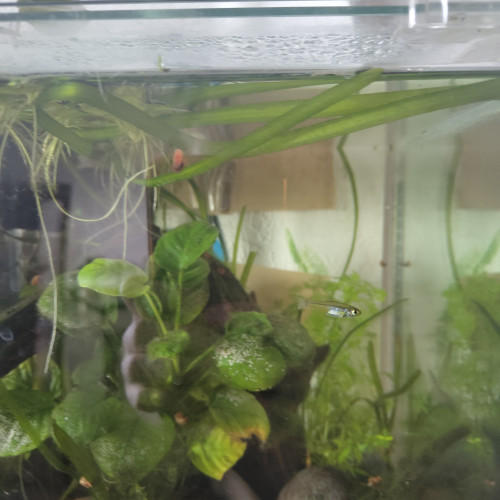 Donne un microdevario kubotai