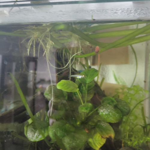 Donne un microdevario kubotai