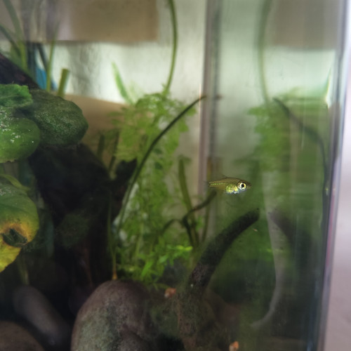 Donne un microdevario kubotai