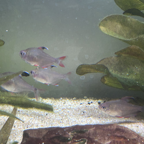 Donne lot de 4 Tétras Roses