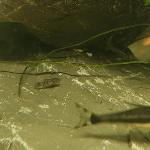 Alevins de platy à donner