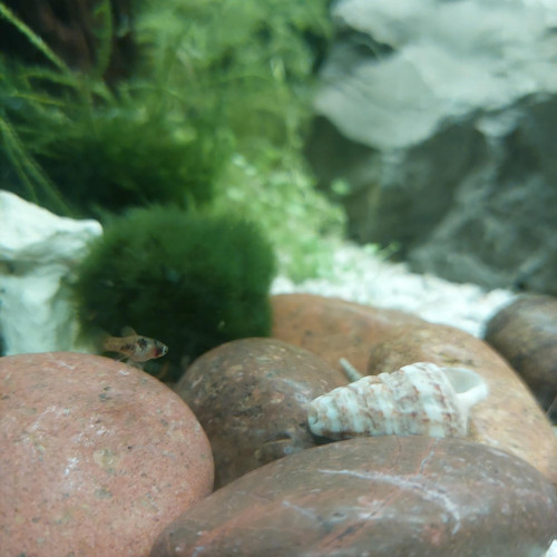 Alevins de platy à donner