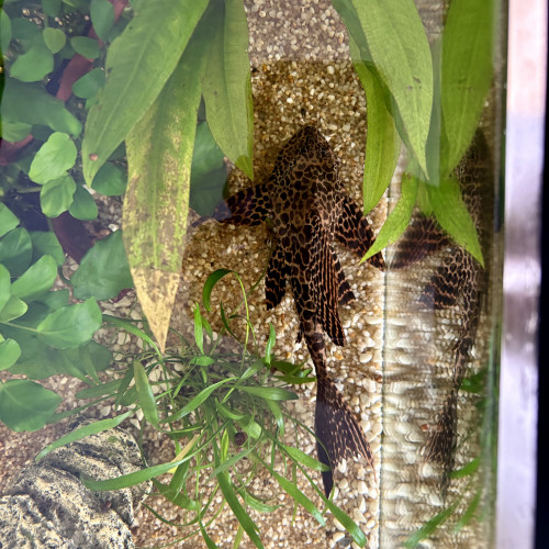 Don Cory et Pleco