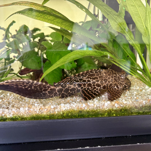 Don Cory et Pleco