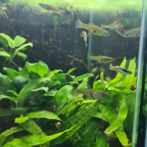 Guppys Endler