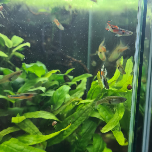 Guppys Endler