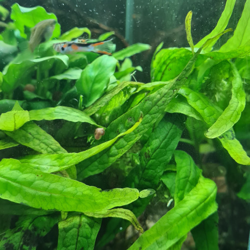 Guppys Endler