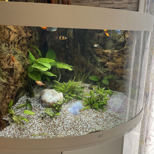 vends aquarium JUWEL Trigon Blanc 190 avec meuble