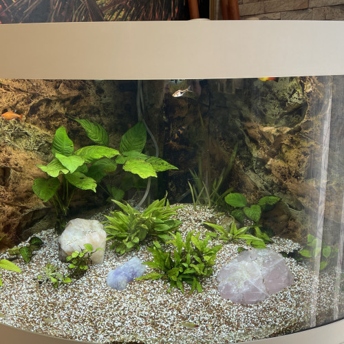 vends aquarium JUWEL Trigon Blanc 190 avec meuble