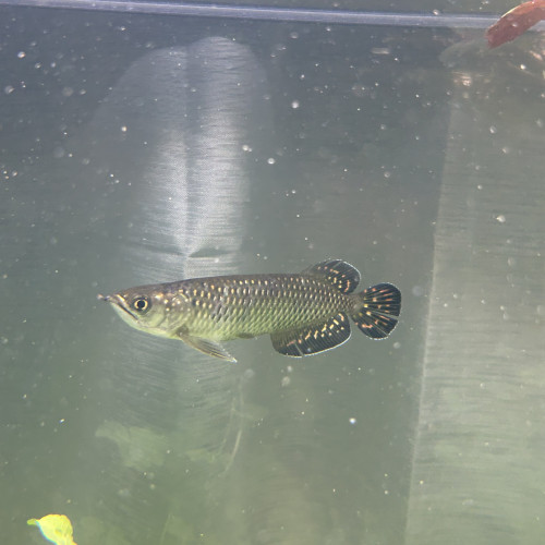 Scleropage Jardinii