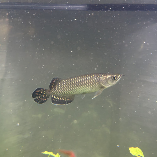 Scleropage Jardinii