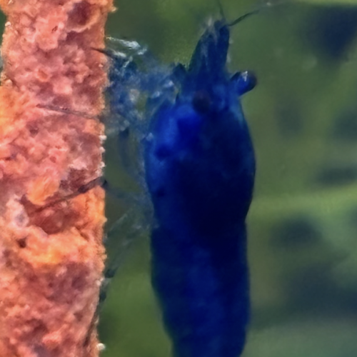 Blue velvet