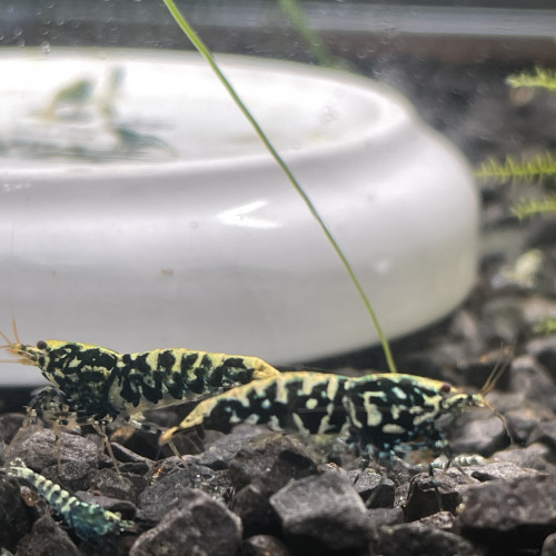 Caridina cantonensis  Galaxy Fishbone / Blue Métal BOA