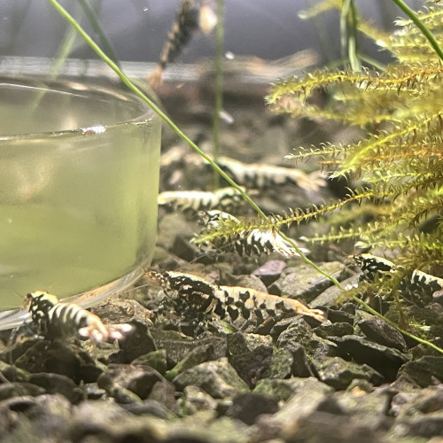Caridina cantonensis  Galaxy Fishbone / Blue Métal BOA