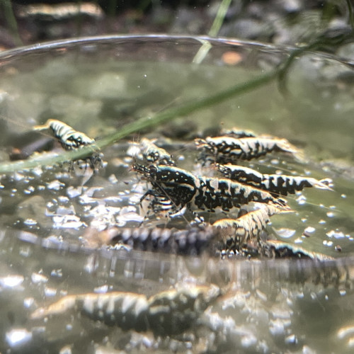 Caridina cantonensis  Galaxy Fishbone / Blue Métal BOA
