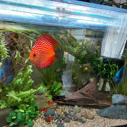 Vends 7 discus