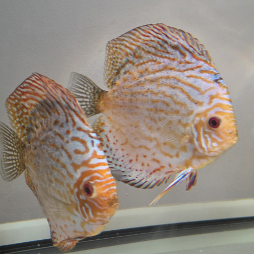 Discus adultes