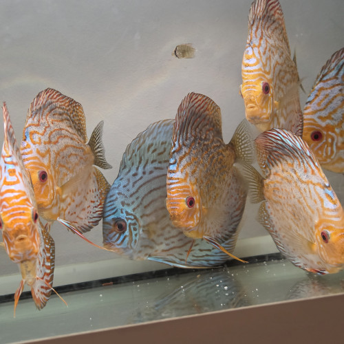 Discus adultes